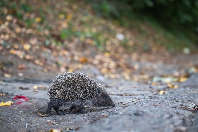 海港队能否 海港队能否